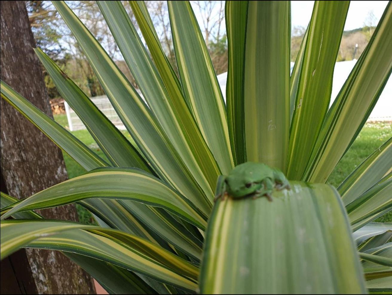 Seuls En Pleine Nature - Gite La Cote Blanche Puygaillard-de-Quercy Екстер'єр фото